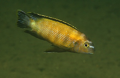 Tropheops sp. 'mumbo' Mumbo Island